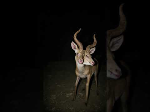 Look what I captured!#horror #seaartai #seaartist #pov #animals #shorts #forest #tiktok #scary #fyp