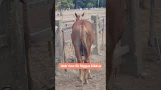 Sir Biggus Dikkus #shorts #horse
