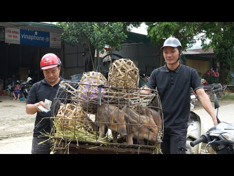 Transporting pigs to market with a newly bought old motorbike, my dream for many years .