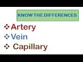Blood Vessels and Circulatory System