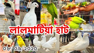 চাওয়া দাম বেশি হলেও কম দামেই বিক্রি হচ্ছে পাখি ও কবুতর | লালমাটিয়া হাট | Lalmatia Pet Market #826