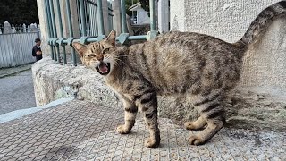 The old cat is very hungry so she Meows sadly.