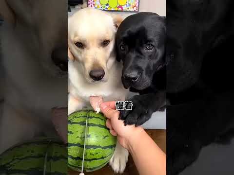 🔥இறுதிவரை பாருங்க 😱❓ mini wood toy- woodworking art skill/wood/ #shorts #viral #facts