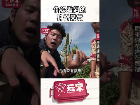 神寄果實藏著棉花！【週一愛玩客】#自由發揮 #shorts