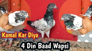 4 Din Baad 2 Baby Wapis Ae | Hashim Mahmood Pigeons 