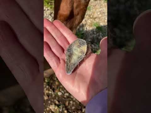 Did you know horses have fingerprints? #horse #equestrian #pony #shorts