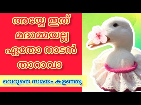 American പരിഷ്ക്കാരി താറാവ് 😁 | Malayalam comedy fun dub #comedyvideo #funnyvideo