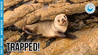 Poor Baby Seal Couldn't Escape the Rocks OR the Fishing Line