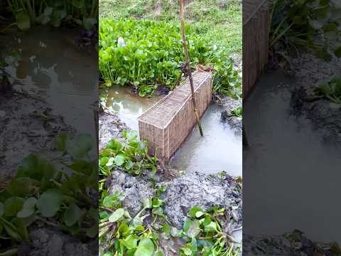 মাছ ধরার নতুন পদ্ধতি 🐟🤗(342) bangla village fishing trap || bangla fishing vlog ||