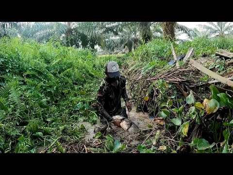 DAPAT IKAN PULUHAN KILO DI BAWAH SEMAK-SEMAK RUMPUT YANG SANGAT TEBAL