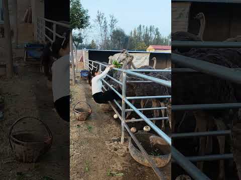 #养殖不易每天记录生活 #怎样选优质非洲鸵鸟苗 #土拨鼠 #funny #comedyfilms #animals#ostrich