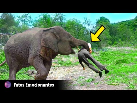 UM ELEFANTE RECONHECE QUEM O SALVOU HÁ 12 ANOS, O QUE ELE FEZ CHOCOU O MUNDO INTEIRO