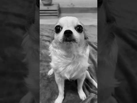 TakeDown #takedown #kpopdemonhunters #chihuahua