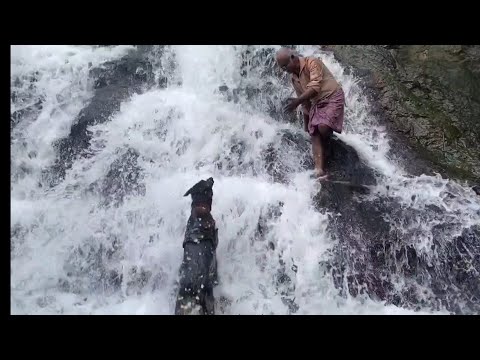ഒരു മഴക്കാല ആഘോഷം|Leo|Laika|Chottuz| Dileepkumar
