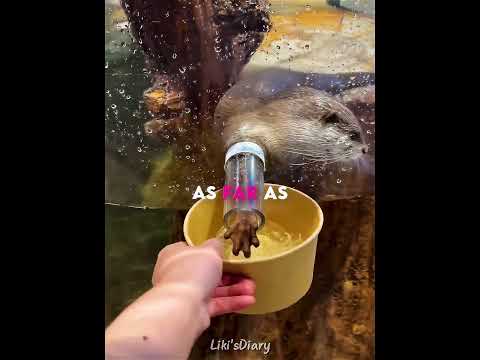 Otter Tries Hard For Ice