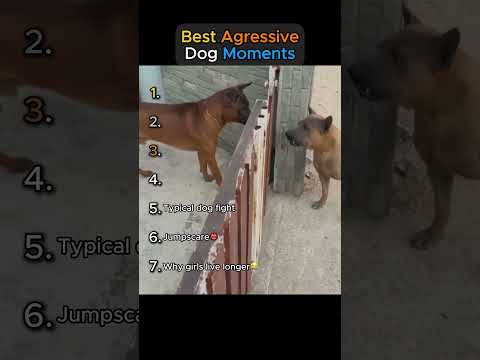 Best Agressive Dog Moments!