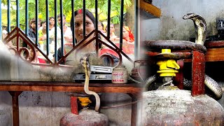 इस वीडियो को देखकर आप भी हो जाए सावधान, कोबरा सांप को कैसे बाहर निकाला गया!😱🐍Dangerous Snake