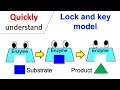 Understanding the Lock and Key Model