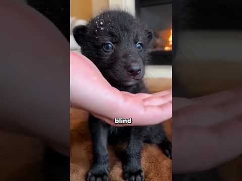 I Saved a Blind Wolf Cub Rejected By His Mother. What My Dog Did Left Me Speechless