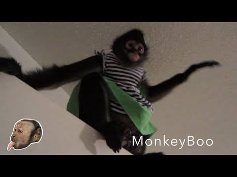 Capuchin Monkey and Spider Monkey PlayTime!