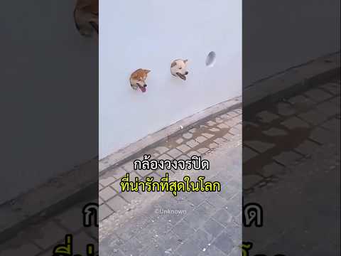 กล้องวงจรปิด ที่น่ารักที่สุดในโลก #กล้องวงจรปิด #หมาน่ารัก #หมา #สุนัข