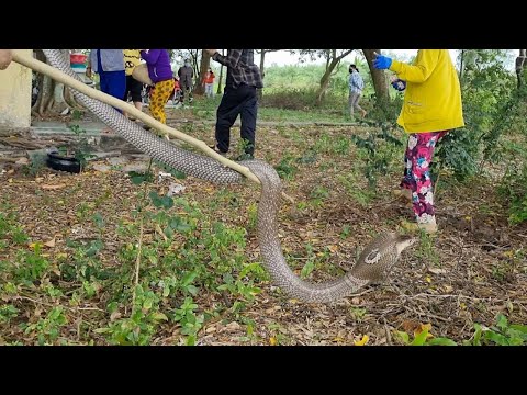 Tập 130 : Thu Phục Con Đại Mãng Xà Nằm Góc Bồ Đề Canh Giữ Ngôi Đền Linh Thiên..| Mười Thương Săn Bắt