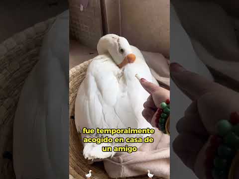A touching love story of two geese #animals #Friendship #Us