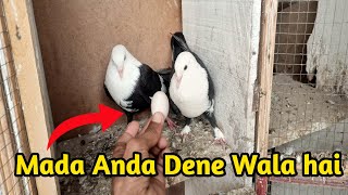 How to Conform pigeon laying eggs || Kaise pata karen k kabutar ande dene wala hai