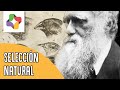 Understanding Evolution: Charles Darwin and Natural Selection