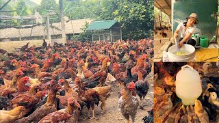Chicken Farm - How to raise meat chickens - raising process from small to large