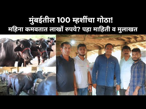 100 म्हशींचा गोठा! महिना कमवतात लाखों रुपये? पहा माहिती व मुलाखत | Dairy Farming in Maharashtra