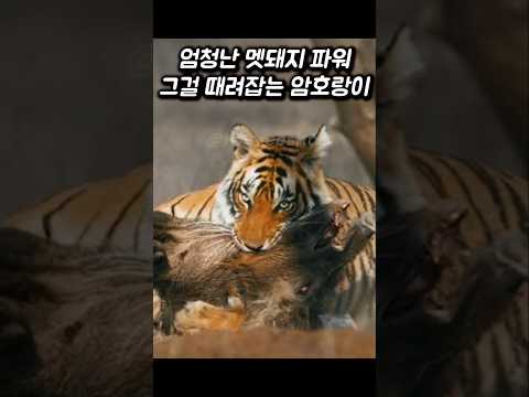 멧돼지의 엄청난 힘, 그걸 때려잡는 암호랑이
