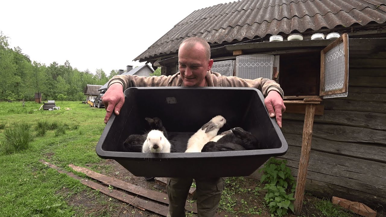 Живу в лесу на старом хуторе среди зверей. 307