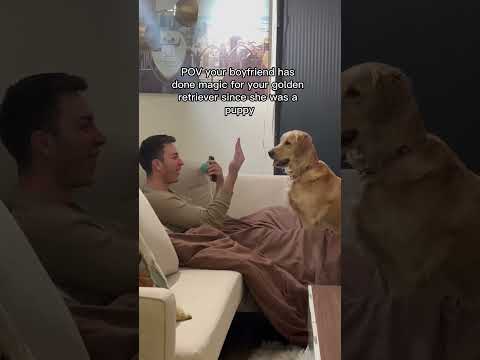 This golden retriever loves magic #goldenretriever #dogs #cute