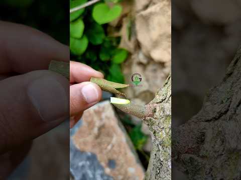 Best grafting technique #grafting  #satisfying