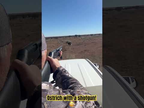 My buddy Jeff Herschbach going full RedNeck on this ostrich. #shorts #ostrich #africa #shotgun