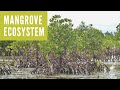 Mangroves and Their Ecosystem