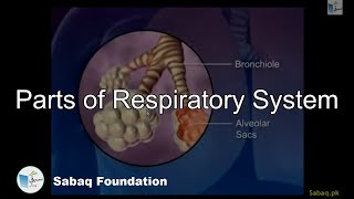 Parts of Respiratory System