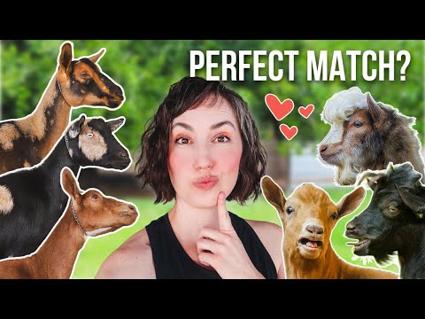 Choosing This Year's Breeding Pairs! (miniature goat farm)