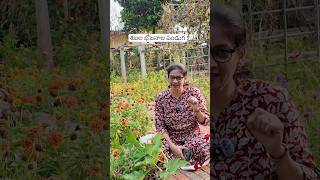 ఇది మాత్రం మిస్ అవ్వకండి /@MADGARDENER  #sabala2026 #organic  #farming  #garden #farmer