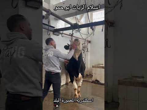 #اسلام_الزيات_ابوحمو #اسكندريه