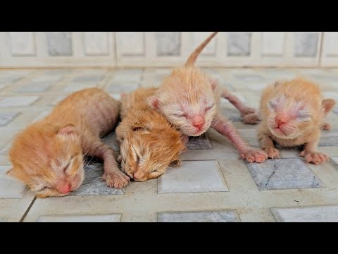 The story of rescue poor abandoned mother cat with her newborn kittens