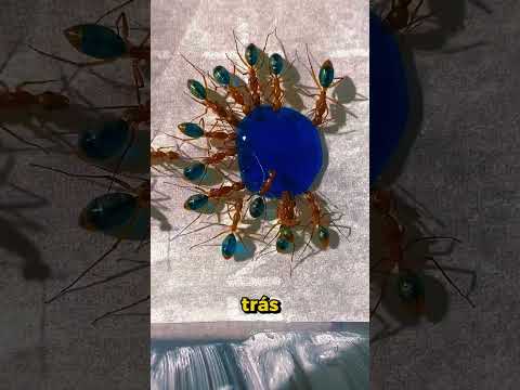 Formigas que MUDAM de Cor! ππ