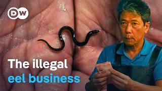 YouTube video thumbnail: On the Smugglers’ Trail - Making Billions From Tiny Eels 