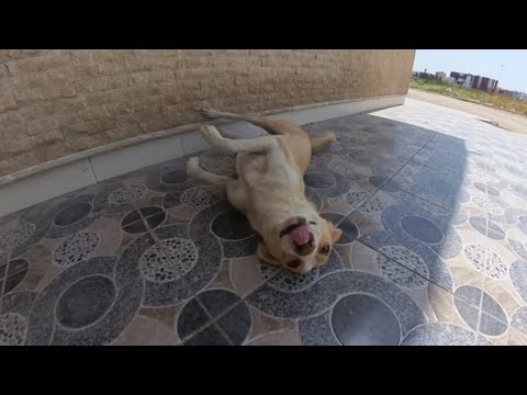 Stray dog ​​Lucy loves to greet me by lying on her back every day.