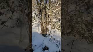 Borë mbi pemë, qetësi në çdo hap 🤍Një moment që të ndalon kohën.