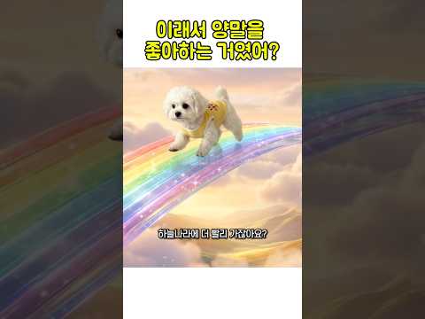 강아지가 양말을 좋아하는 이유에 대해서 설명을 해준다고 하는데..