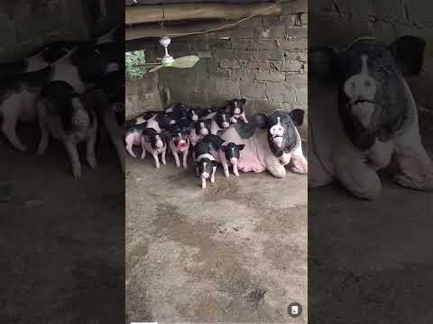 Prea multi copii