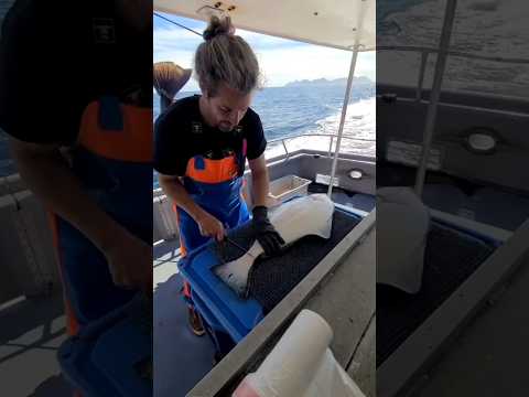 caught and ate sea fishes 🦈🤯 #shorts #short #trending #viralshorts #facts #reels