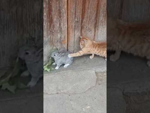 Tingkah lucu kucing dan kelinci #comedycat #animals #sayangkucing #cat #kelinci #rabbit